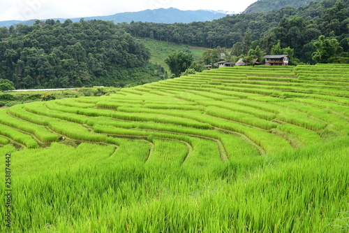 The beautiful landscape of rice fields in Thailand. 