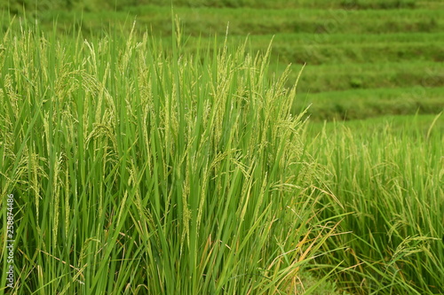 close up of ripening rice in a paddy field