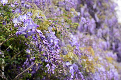 Fototapeta Naklejka Na Ścianę i Meble -  Wisteria violet outdoor.Wisteria purple flowers on a natural background.Wisteria purple brush colors	