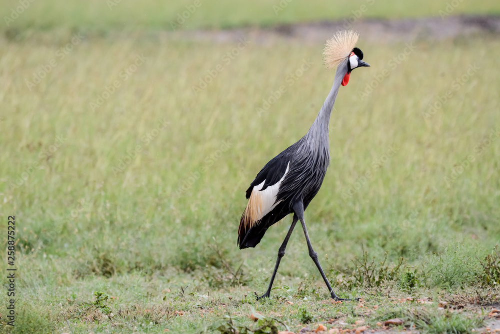 Bird in MAssai Mara