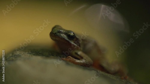 Frog is sitting on the small stone photo