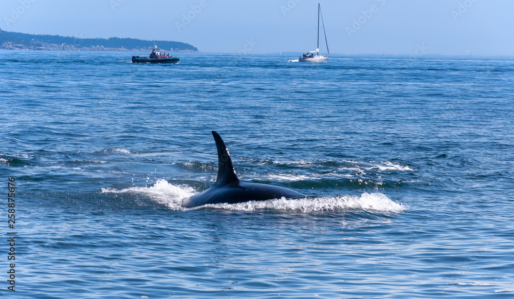 Naklejka premium An Orca whale close to the Camera. Whale watching boats in the background.