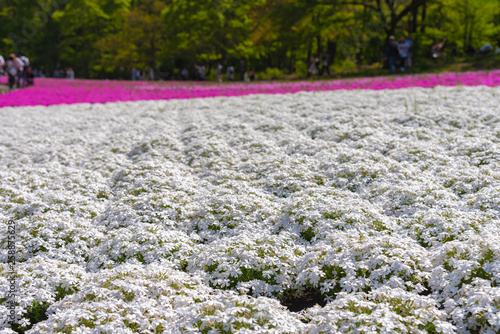 close-up small delicate pink white moss (Shibazakura, Phlox subulata) flowers full blooming on the Ground in sunny spring day. Shibazakura festival in Hitsujiyama Park, Chichibu city, Saitama, Japan photo