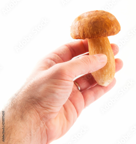 Edible mushroom isolated on white
