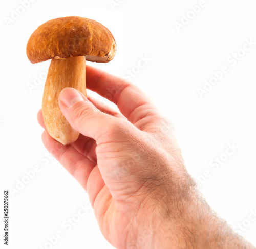 Edible mushroom isolated on white