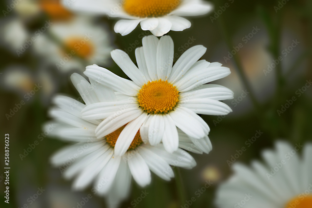 Obraz premium Flowers in an English Country Garden.