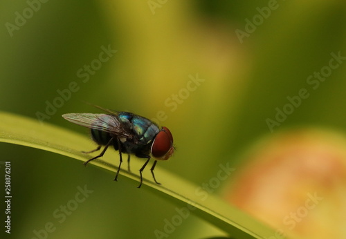 Close up of a large blow fly, family Calliphoridae.