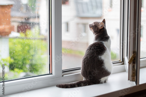 Cat sits on the windowsill near an open window, for which goes rain