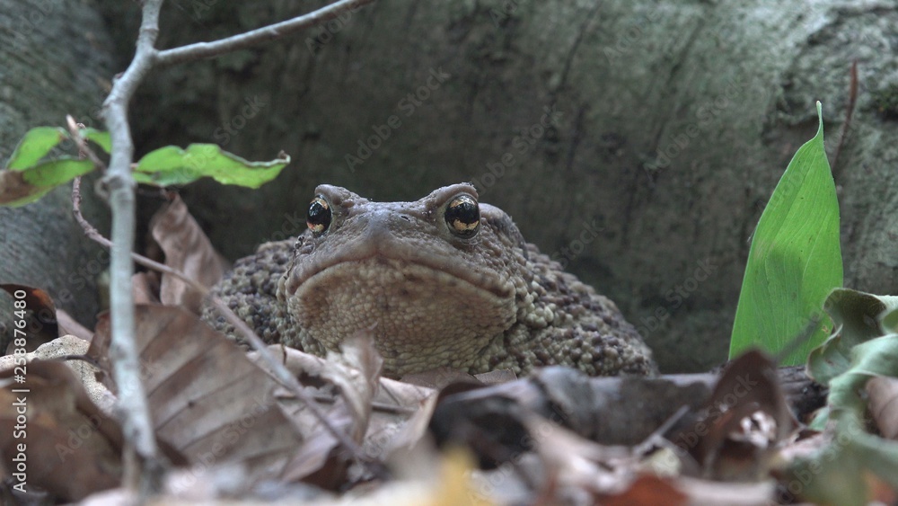 Frog in Forest Closeup, Toad Sunbathing in Leaves,  Animals Macro View in Wood