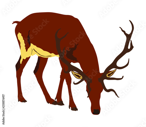 Deer vector illustration isolated on white background. Reindeer, proud Noble Deer male in forest or zoo. Powerful buck with huge neck and antlers standing. Red deer.
