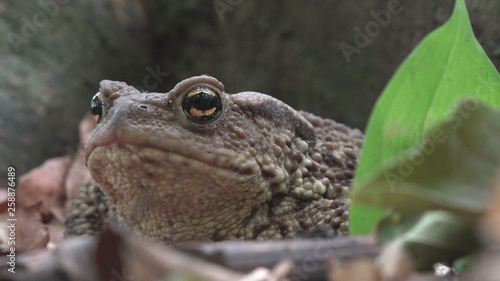 Obraz na plátne Frog in Forest Closeup, Toad Sunbathing in Leaves,  Animals Macro View in Wood