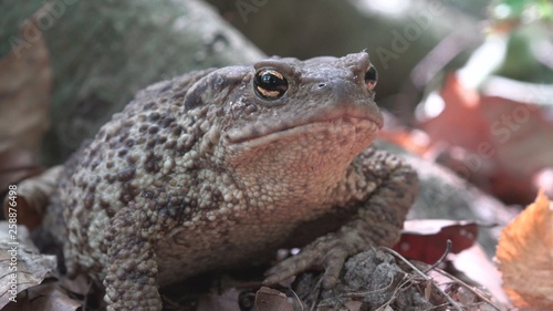 Foto Frog in Forest Closeup, Toad Sunbathing in Leaves,  Animals Macro View in Wood