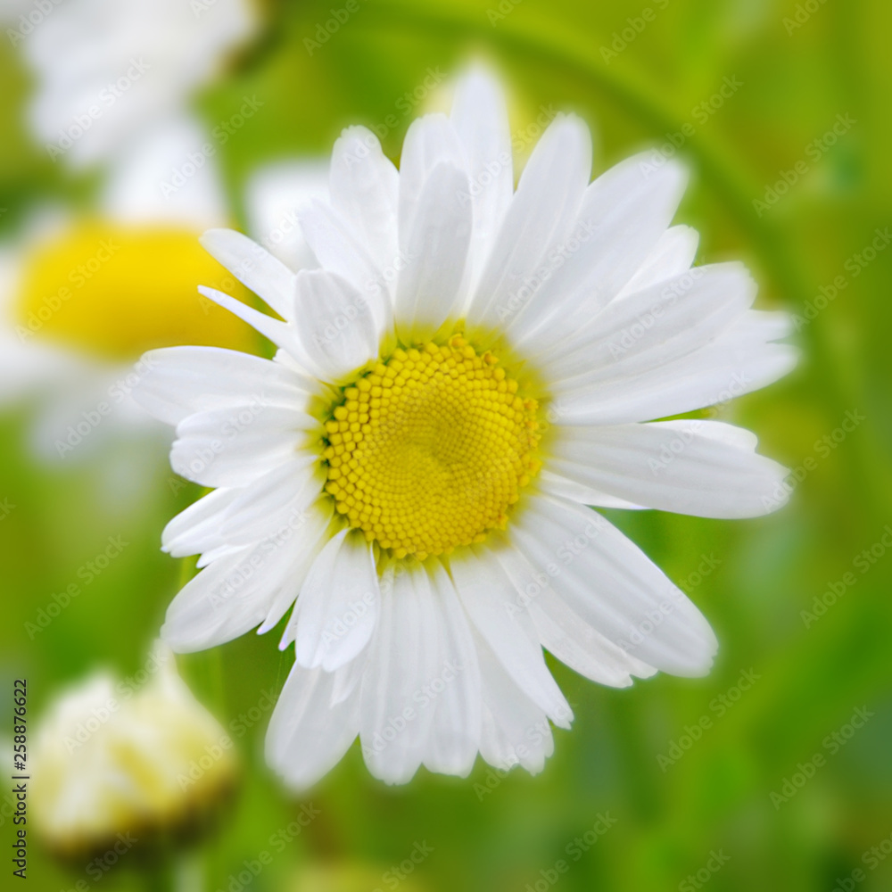 Fototapeta premium Flowers in an English Country Garden.