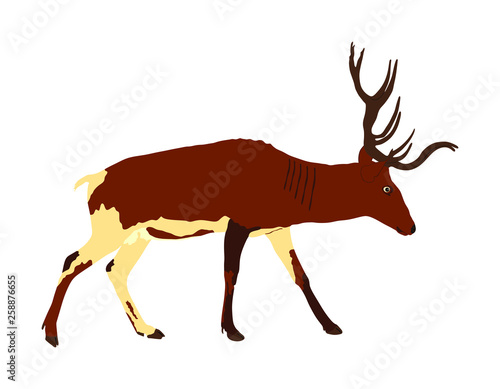 Deer vector illustration isolated on white background. Reindeer, proud Noble Deer male in forest or zoo. Powerful buck with huge neck and antlers standing. Red deer.