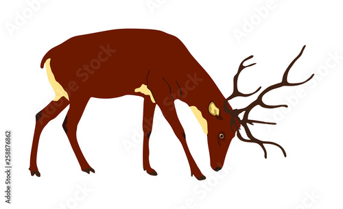 Deer vector illustration isolated on white background. Reindeer, proud Noble Deer male in forest or zoo. Powerful buck with huge neck and antlers standing. Red deer.
