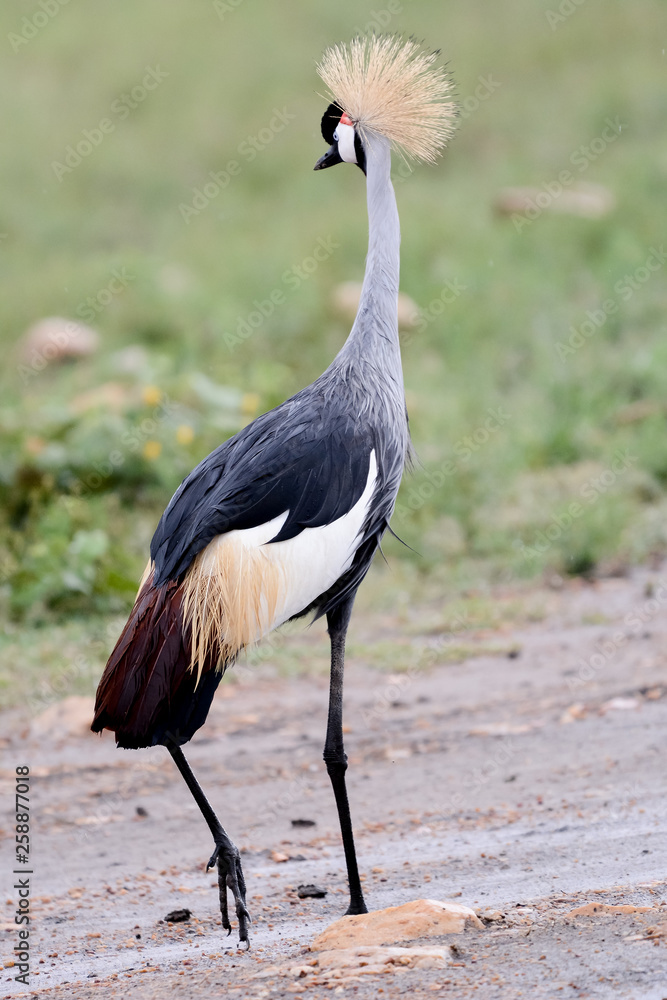 Fototapeta premium Bird in MAssai Mara