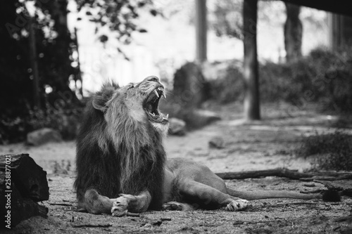 portrait of a large beautiful lion