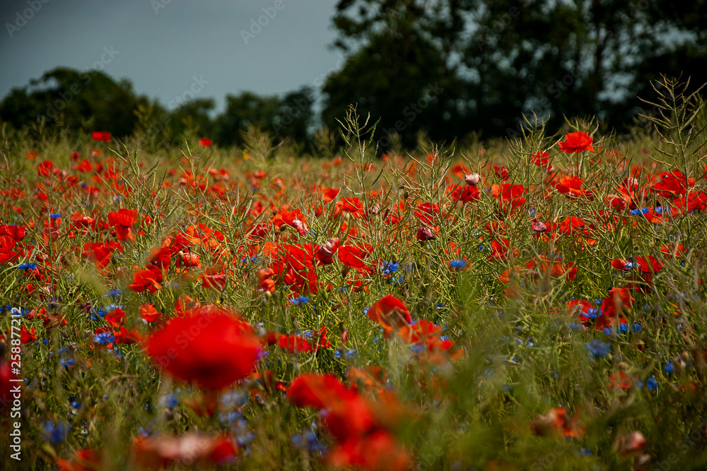 Obraz premium Moonfeld