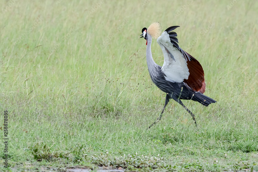 Fototapeta premium Bird in MAssai Mara