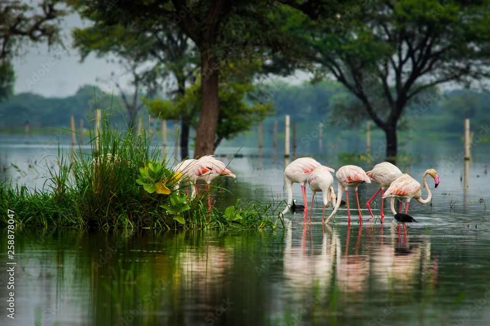 Naklejka premium Greater flamingo flock in natural habitat in a early morning hour during monsoon season. A beautiful nature paining created by these flamingos at keoladeo national park, bharatpur, india 