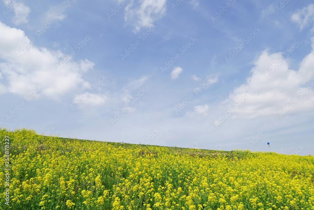 江戸川土手に咲く菜の花と青空風景