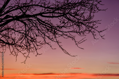 Branches Trees silhouettes against sunset background.