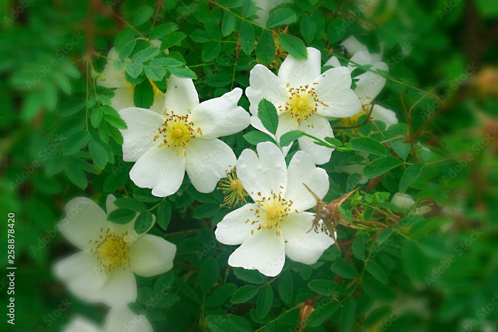 Obraz premium Flowers in an English Country Garden.