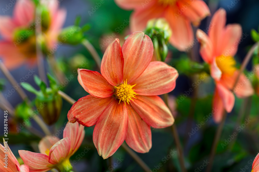 fully bloom seasonal flowers in field fully bloom seasonal flowers in field