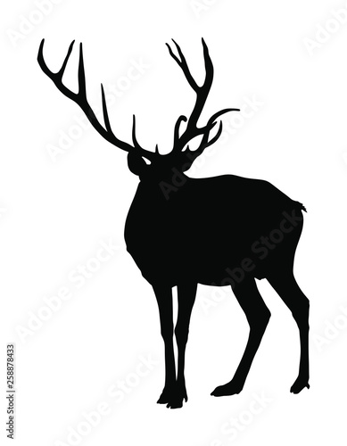 Deer vector silhouette isolated on white background. Reindeer, proud Noble Deer male in forest or zoo. Powerful buck with huge neck and antlers standing. Red deer grazing grass. 