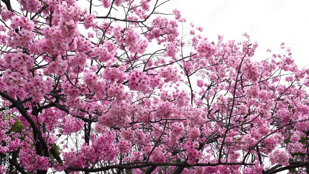 beautiful Sakura, Cherry Blossom flower in spring season beautiful Sakura, Cherry Blossom flower in spring season