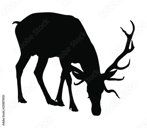 Deer vector silhouette illustration isolated on white background. Reindeer, proud Noble Deer male in forest or zoo. Powerful buck with huge neck and antlers standing. Red deer.
