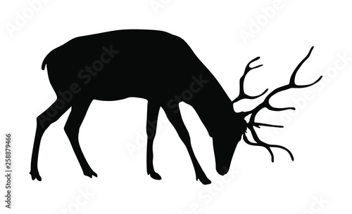Deer vector silhouette illustration isolated on white background. Reindeer, proud Noble Deer male in forest or zoo. Powerful buck with huge neck and antlers standing. Red deer.
