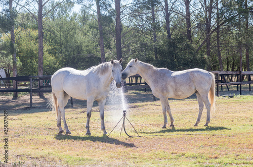 Two horses drinking water from an irrigation sprinkler on a hot summers day