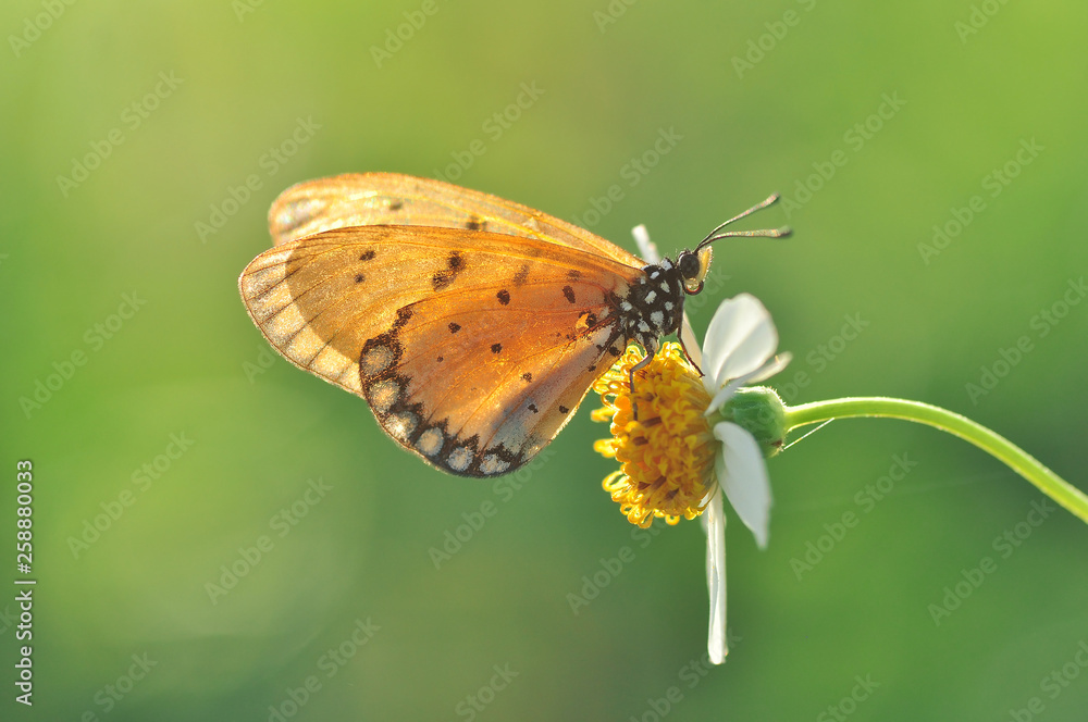 Butterfly and flowers Butterfly and flowers