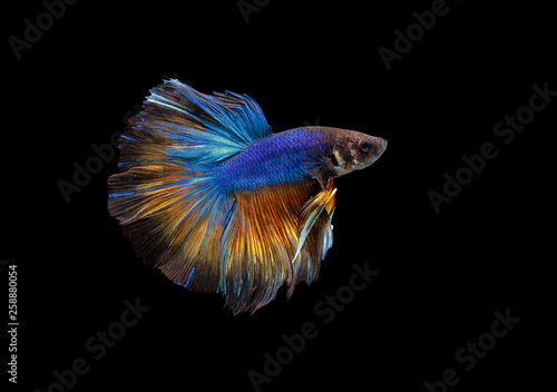 Blue betta fish © Teti