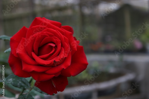 Red Rose