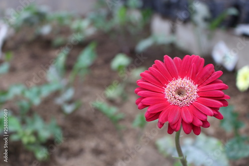 Red Round