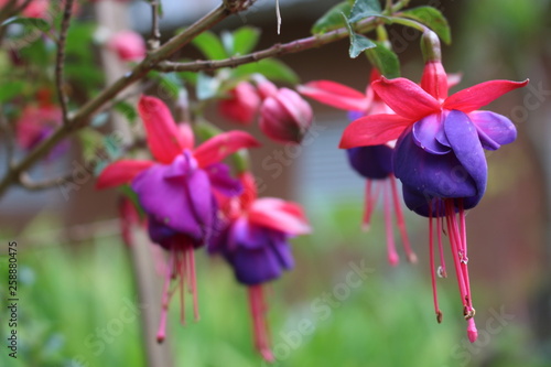 Purple Bloom