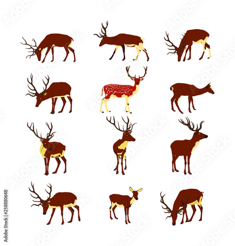Deer collection vector illustration isolated on white background. Reindeer fawn. Proud Noble Deer male in forest zoo. Powerful buck with huge antlers standing. Animal collection of deer