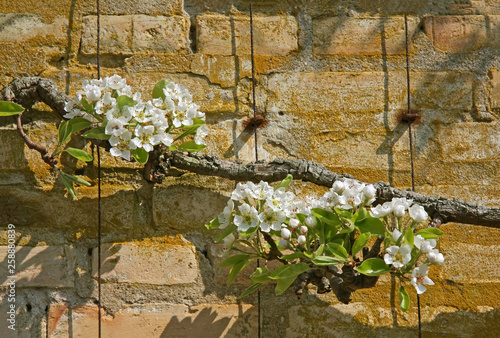 Blooming apple tree on trellis at brick wall. photo