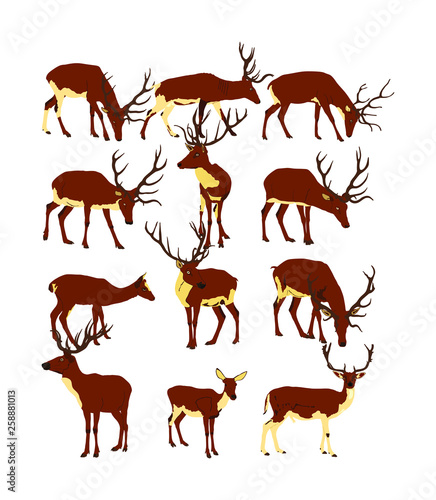 Deer collection vector illustration isolated on white background. Reindeer fawn. Proud Noble Deer male in forest zoo. Powerful buck with huge antlers standing. Animal collection of deer