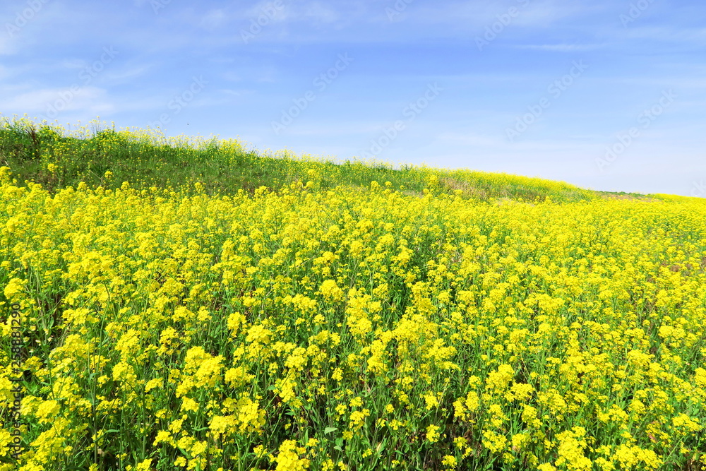 菜の花咲く春の江戸川土手風景