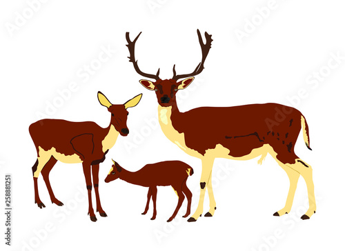 Deer  family vector illustration isolated on white background. Reindeer couple with fawn. Proud Noble Deer male in forest or zoo. Powerful buck with huge neck and antlers standing on alert looking. © dovla982