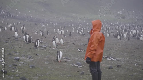 Traveler woman experiencing Gentoo penguins in Antarctica