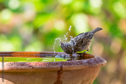 A sparrow drinking, washing and spinning its head in a bowl of water photo