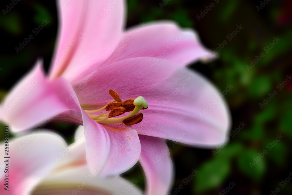 Seasonal flowers in an English Country Garden. Seasonal flowers in an English Country Garden.
