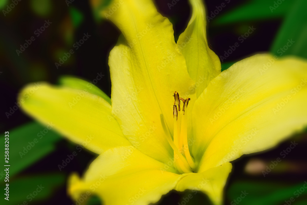 Seasonal flowers in an English Country Garden. Seasonal flowers in an English Country Garden.