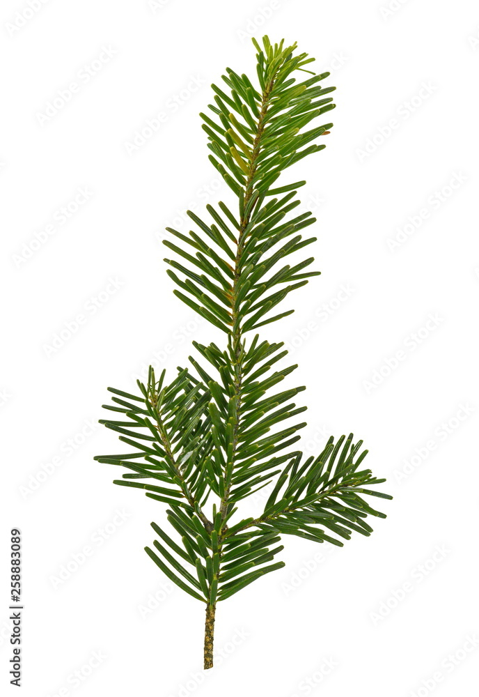 Fir tree branch isolated on white background. Pine branch. Christmas background. Twig of Christmas tree, element for decoration of Christmas decor branch of green spruce. Pine branch isolate on white Fir tree branch isolated on white background. Pine branch. Christmas background. Twig of Christmas tree, element for decoration of Christmas decor branch of green spruce. Pine branch isolate on white