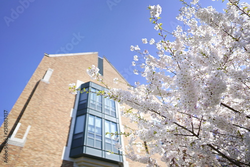 Beautiful cherry blossoms against blue sky in spring season at University of Washington, Seattle, Washington state, USA