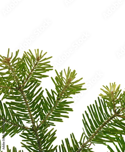 Fir tree branch isolated on white background. Pine branch. Christmas background. Twig of Christmas tree  element for decoration of Christmas decor branch of green spruce. Pine branch isolate on white 